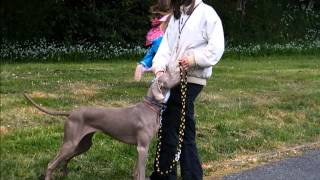 Weimaraner loose lead walking training loose leash and control in a highly reactive dog [upl. by Einned]