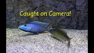 Watch Fish ReproduceCaught on Camera [upl. by Deutsch]