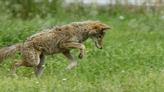 Coyote Catches Grasshoppers in Slow Motion  Earth Unplugged [upl. by Sivlek]