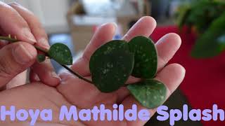 Unboxing Hoya Neocaledonica Latifolia Mathilde Splash Heuschkeliana and Variegated Hoya Bella [upl. by Cristal]