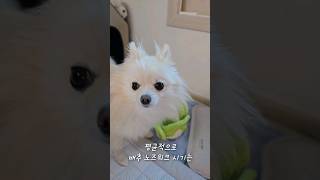 포크는배추 🥬수확중 강아지포메라니안포메소형견dogpomeranianvlog Shortstiktokdingdog포크포크사랑해귀여워멍멍이こいぬ [upl. by Annoled]