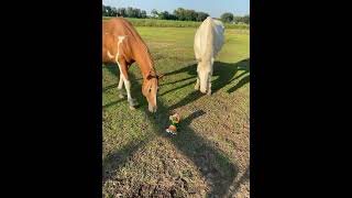 Desensitizing anyone desensitizing horse regqh regpaint goodboys fyp horsesofyoutube kids ￼￼ [upl. by Malorie940]