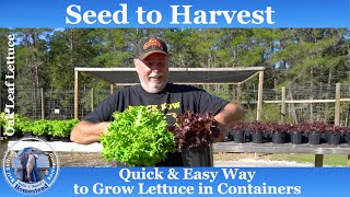 How to Grow Lettuce in Containers The Quick and Easy Way [upl. by Mahla55]