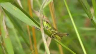 Common field grasshoppers chirping [upl. by Allistir233]