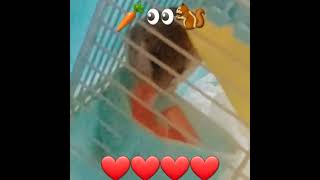 DORMOUSE EAT CARROT🥕🐿 godzillaminusone2023 squirrel hamsters dormouse pets edit shorts [upl. by Lontson722]