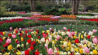 Keukenhof Gardens 2024 [upl. by Eniowtna]