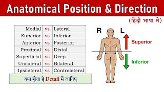 Anatomical Position and Directional Terms हिंदी में [upl. by Markos295]