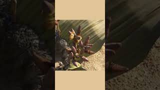 Welwitschia biology botany bsc easylearning msc study learn trending viral gymnosperms [upl. by Llemij]