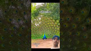 peacock 🦚 peacock peacocks peacocking animals peacockbeauty shorts vaeral vaeralvideo dance [upl. by Htebazileyram]