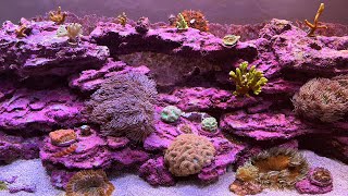 Explained How I Get So Much Coralline Algae [upl. by Nevar]