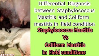 Differential Diagnosis between Staphylococcus aureus Mastitis and Coliform Mastitis in Cattle [upl. by Blaire]