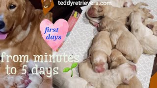 🐻TRENDING no 1💓You WILL LOVE newborn puppies from FIRST moments to day 5 mix puppies viral puppies [upl. by Edelsten]