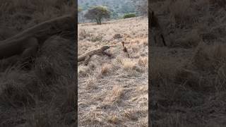 Komodo dragons extraordinary speed when attacking goats😱 [upl. by Auhel]