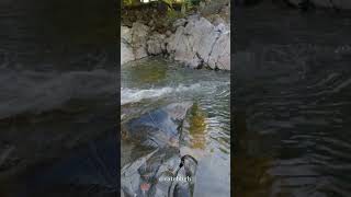 2024 Fall Foliage Update New Hampshire White Mountains  Swiftwater Covered Bridge Bath NH [upl. by Bush]