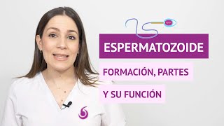 ¿Cómo es el espermatozoide Formación partes y función [upl. by Aliek]