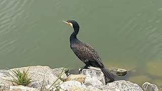 Birdwatching 101 Spotted a majestic Great Indian Cormorant Phalacrocorax carbo [upl. by Anirbaz525]