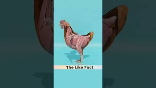 anda murgee ke pet mein kaise banta hai facts 3danimation shorts [upl. by Immak]