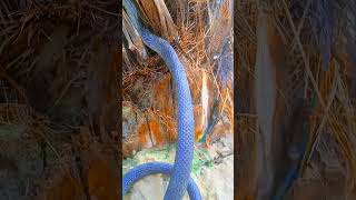 khatarnak anaconda the jangal national geographic hindi dacomintry snake animals animals [upl. by Sammy]