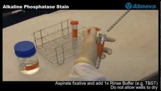 Alkaline Phosphatase Stain [upl. by Etnoval]