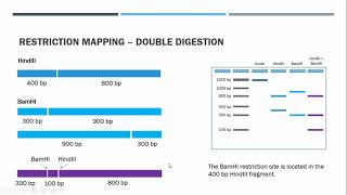 Restriction Mapping [upl. by Brittne677]