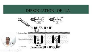 Pharmacology of Local Anesthetic Agents at the Vasovagal Structures by DR ANITHA [upl. by Clellan]