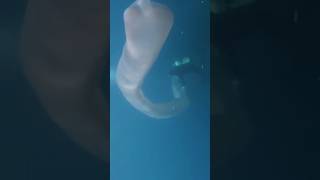 Huge Pyrosoma Atlanticum diving in the Canary Islands shorts [upl. by Adnilev]