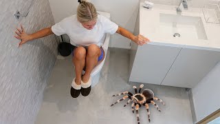 TERRIFYING REAL TARANTULA PRANK ON GIRLFRIEND [upl. by Waligore]