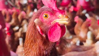 ¿Cuánto alimento se le debe dar a una gallina ponedora [upl. by Jenica563]