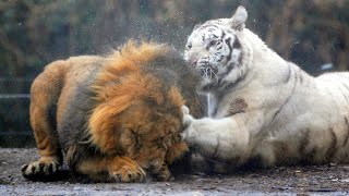 Real Fights Between Lion and Tiger Clash of the Titans [upl. by Inaja]