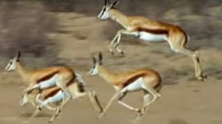 Springboks Antelopes vs Cheetahs  Wild Africa  BBC Earth [upl. by Molton]