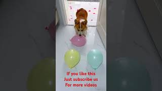 Corgi dog breaks balloons corgi doglover cutedogs [upl. by Mickie]