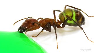 Ants Drinking Green Liquid Candy Timelapse [upl. by Norahc]