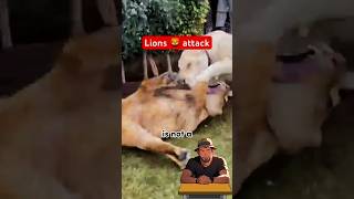 You will be shocked to know why lions fight all the time🤯 [upl. by Dnalrah]