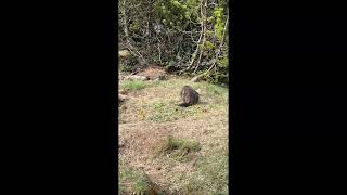 Alpen Wildpark Pfänder Murmeltiere [upl. by Lalage794]