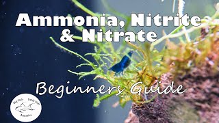 Ammonia Nitrite and Nitrate  Beginners Guide [upl. by Lacee840]