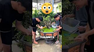 Orang Orang Ini Terkejut Melihat Kolam Ikannya Menjadi Sangat Buruk ‼️😱shorts [upl. by Eirellam]