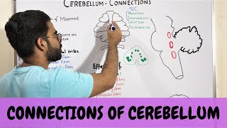 CONNECTIONS OF CEREBELLUM  NEUROANATOMY OF CEREBELLUM PART 3 [upl. by Alet]