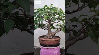 Ficus Rumphii Bonsai bonsai bonsaitree [upl. by Kellyann]