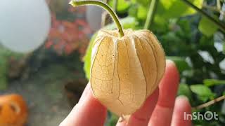 Growing Physalis Peruviana Cape Gooseberry I need to keep them going for a bumper amp early harvest [upl. by Eirrehs]