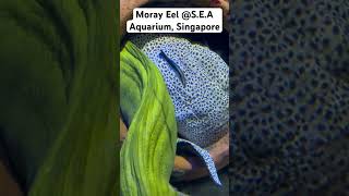 MORAY EEL  SEA AQUARIUM  SENTOSA SINGAPORE  shorts [upl. by Aiveneg]