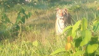 A Giant Royal Bengal Tiger in its free style mood [upl. by Coplin]