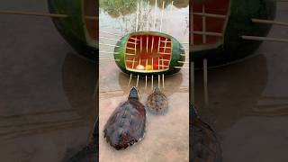 Survival Skills SIMPLE and USEFUL with watermelon Turtle trap camping bushcraft outdoors [upl. by Brothers]