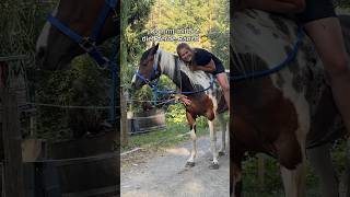 Eine PFERDERANCH 🤩🤠 katharinaherowitsch shorts ranch pferde [upl. by Vonni456]