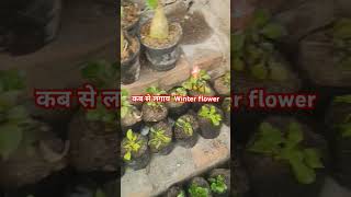 सर्दियों के flower plant wintercollection flowerplant winterplant yt shortfeed viral [upl. by Tfat]