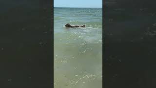 Dog Fetches Ball Thrown Towards Ocean by Human  11912107 [upl. by Nidla]