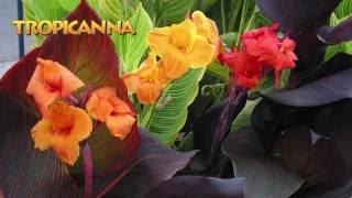 Landscaping Ideas with Tropicanna® cannas [upl. by Hseham]