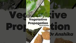 Vegetative Propagation Explained Natures Way of Plant Reproduction 🌱 [upl. by Ahsaei]