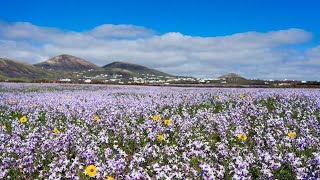 LANZAROTE  THE BRIGHT SIDE  THE GREEN AND FLOWERY HILLS [upl. by Retsub]