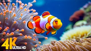 Aquarium 4K VIDEO ULTRA HD  Beautiful Coral Reef Fish  Sleep Relaxing Meditation Music [upl. by Lila]