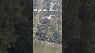 Ilford lane London music beach love travel edm edit automobile musicgenre musicsong metro [upl. by Ahselet]